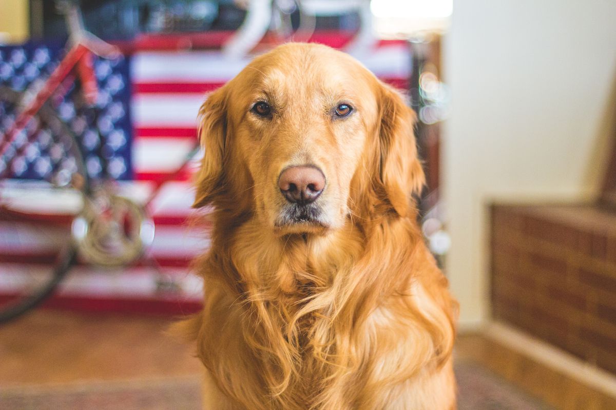 Can You Take a Pet on a Plane? A Complete Guide for Furry-Friendly Flights 1 Discover the ultimate guide for flying with your furry friend