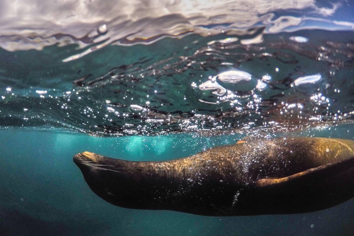 Galapagos Adventure: The Must-Visit Islands on the Archipelago 27 Galapagos Adventure: The Must-Visit Islands on the Archipelago