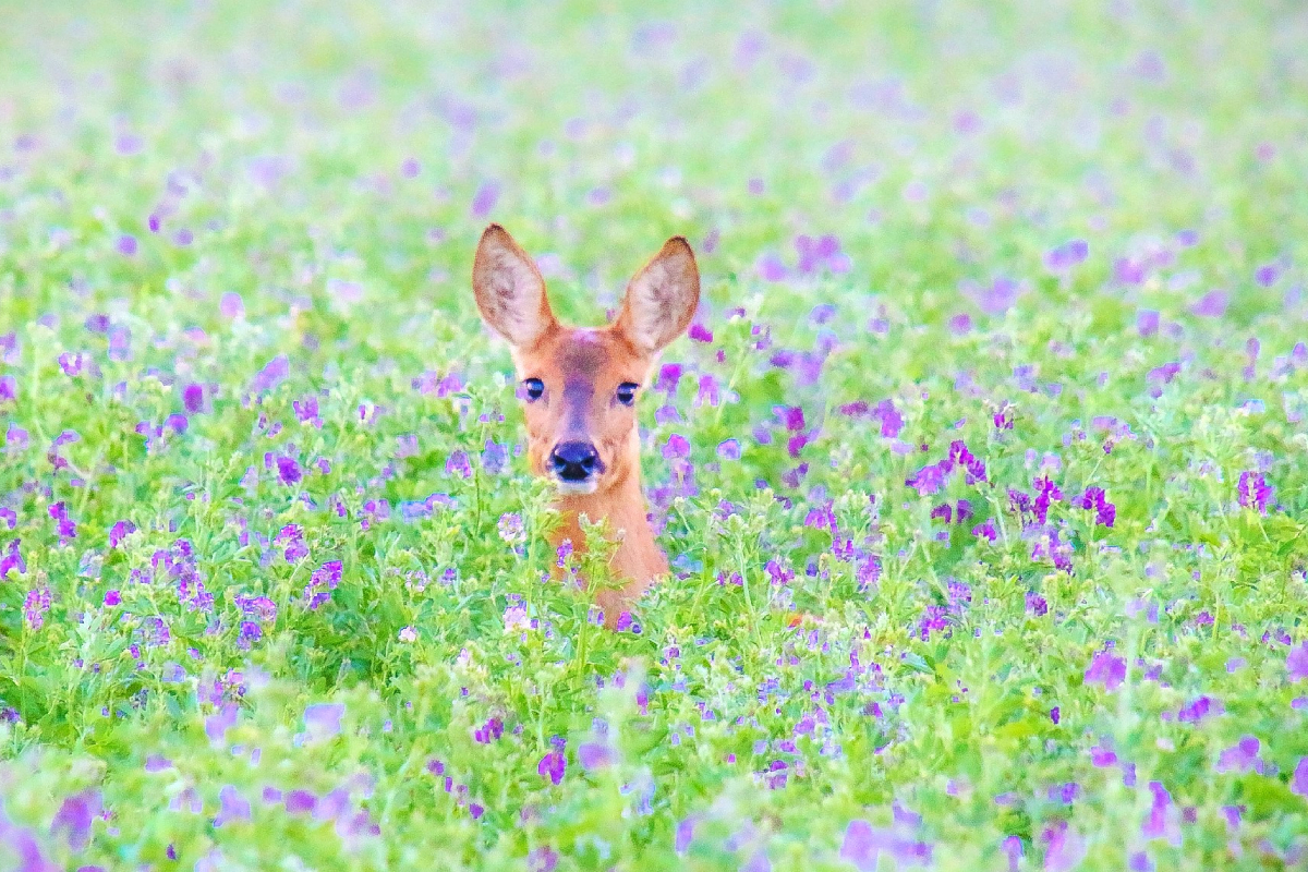12 best hunting locations in the United States