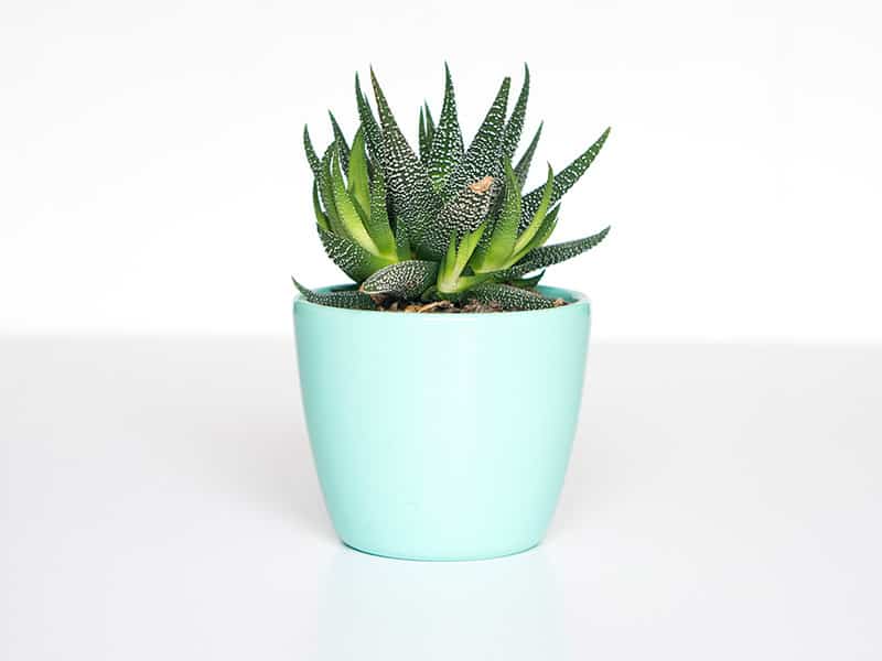 Can You Bring a Plant on a Plane? TSA and Customs Rules (2026) 7 Can You Bring a Plant on a Plane? TSA and Customs Rules (2026)